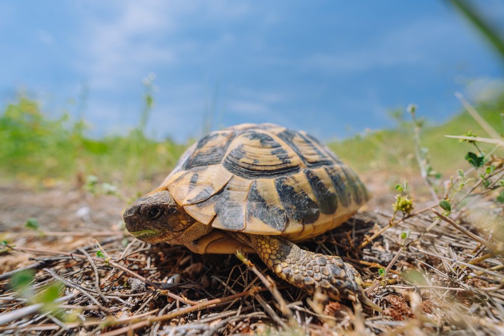 Tortuga mediterrania en un camp